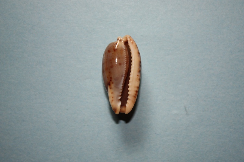 Erronea rabaulensis (F. A. Schilder, 1964) Img_4749