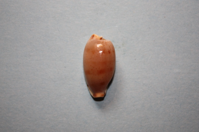 Erronea rabaulensis - Schilder, 1964 Img_4752
