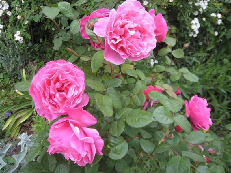 Roses de nos jardins - Page 6 Mai_2015