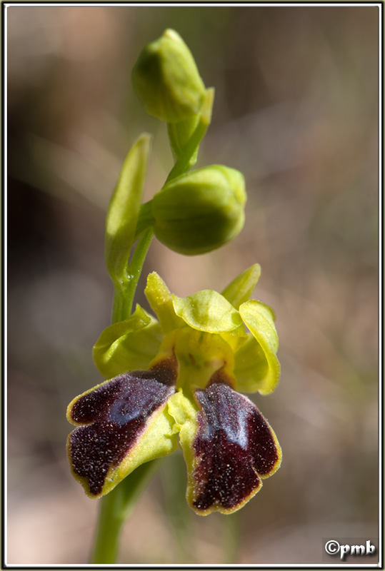 Ophrys bilunulata à 2 labelles Opbilu10