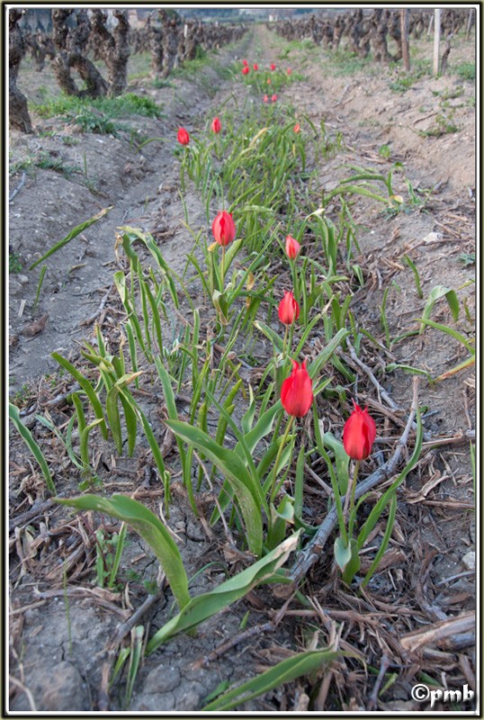 Tulipa sylvestris Dans le vignoble Badois Tulipa10