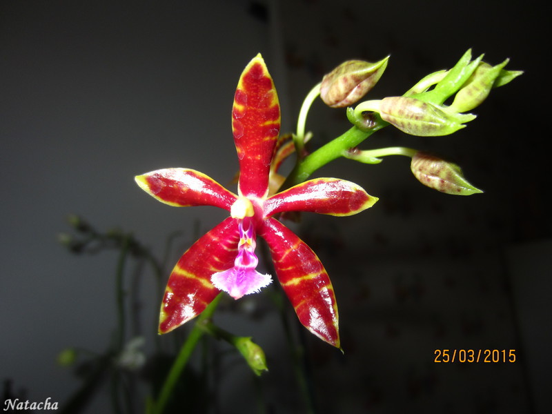 phalaenopsis mannii x bastianii Img_1510