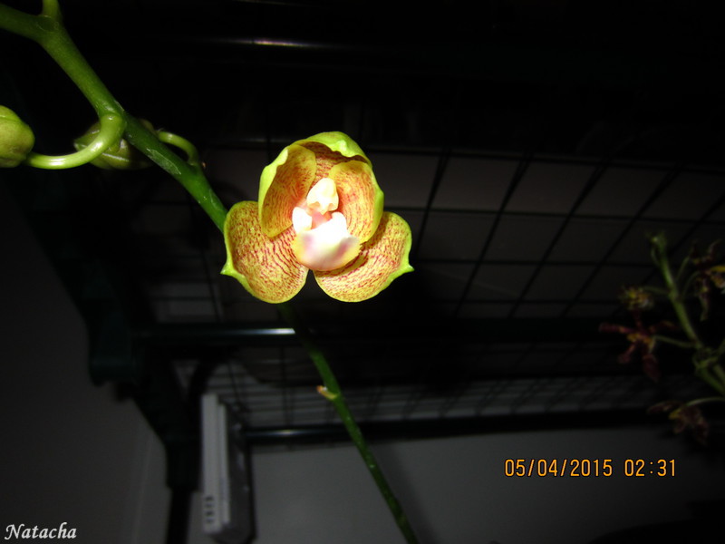 Phalaenopsis mannii x Phalaenopsis Brother Sabra Gold  Img_2213