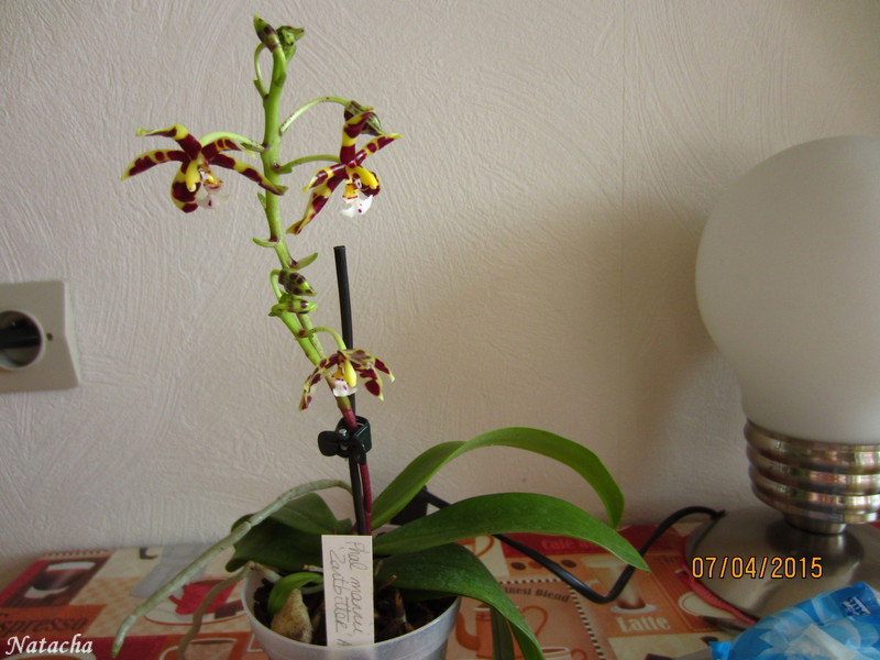 phalaenopsis mannii Dark zartbbiter Img_2412