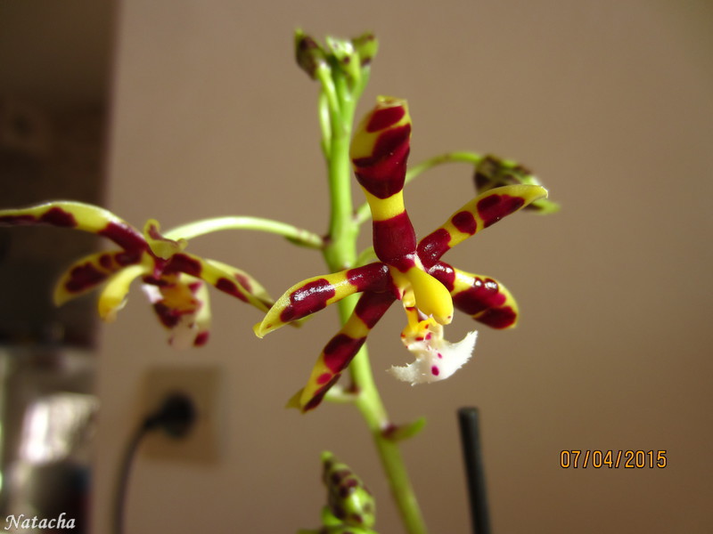 phalaenopsis mannii Dark zartbbiter Img_2413