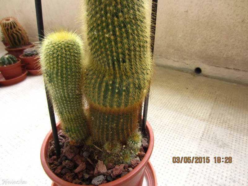 Notocactus leninghausii  Img_3012