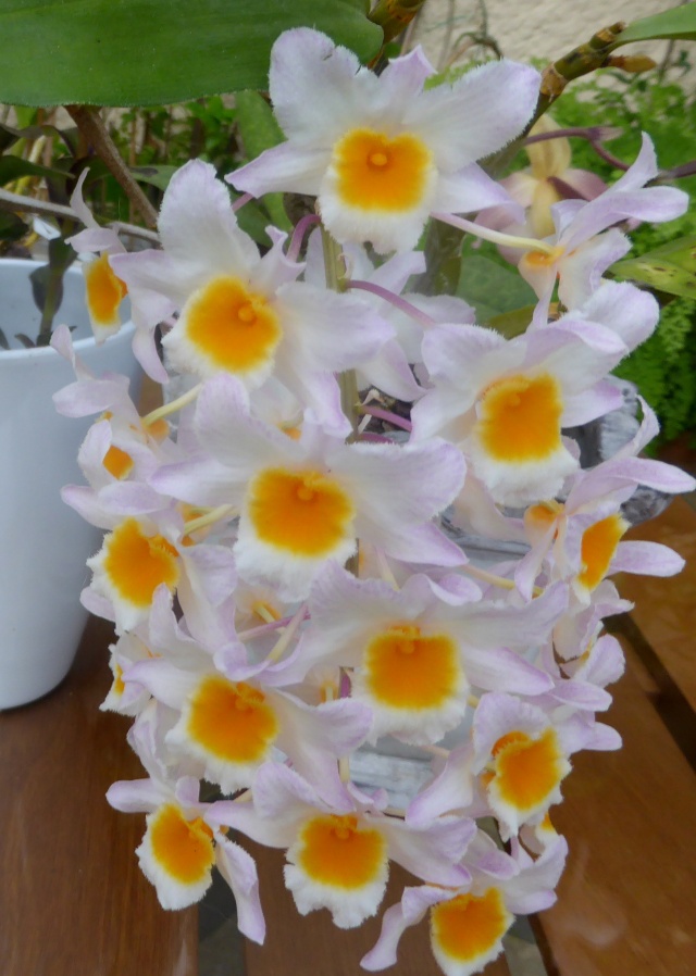 Dendrobium farmeri 11-05-11