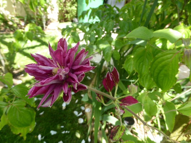 le joli mois de mai des fous jardiniers - Page 8 28-05-18