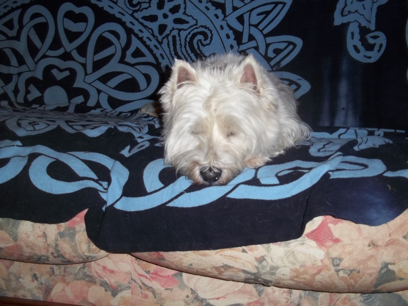 FRIMOUSSE WESTIE FEMELLE DE 7 ANS  - Page 3 100_3317