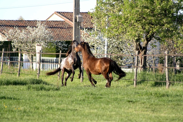 Drako adopté Soeur petite  Img_0515