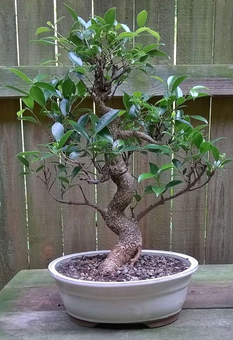 Ficus Microcarpa Bonsai13
