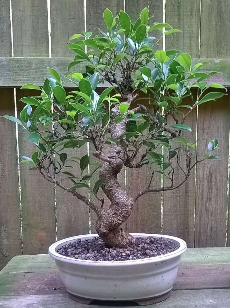 Ficus Microcarpa Bonsai14