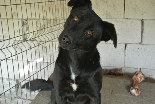 STELLA - x labrador 5 ans (5 ans de refuge- de Lenuta, Roumanie) - Asso Arche d'Eternité  - 77 Ro_ste10