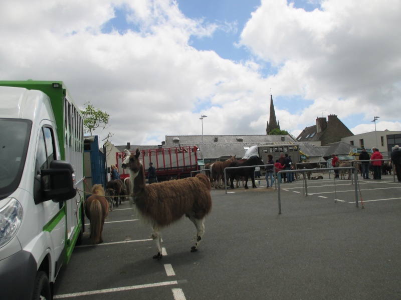 retour de foire aux chevaux Cote_d10