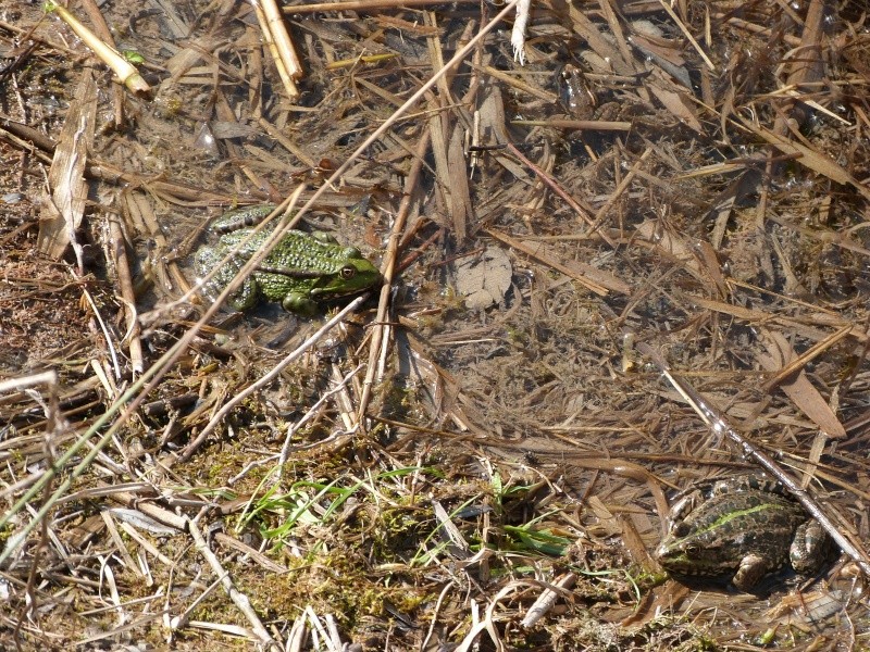 Grenouilles séquano-dyonisiennes  P1040710