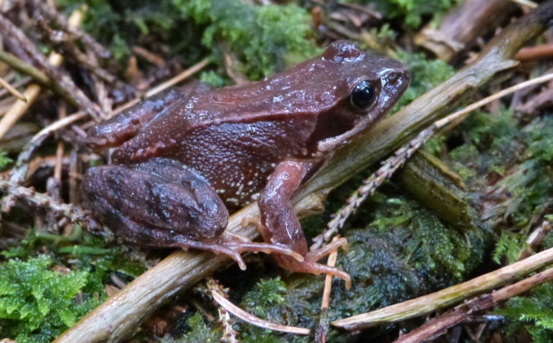 Grenouille jurassienne P1090411