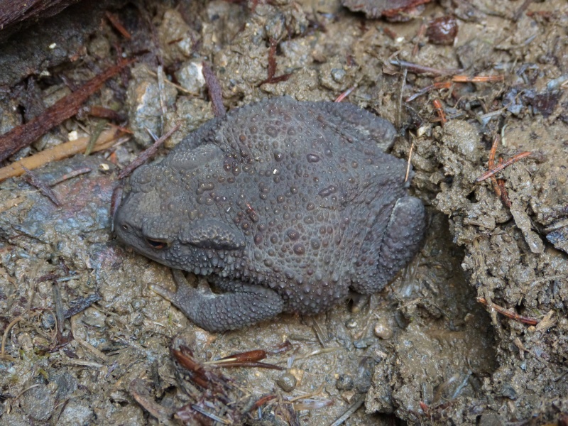 Encore un crapaud jurassien P1100410