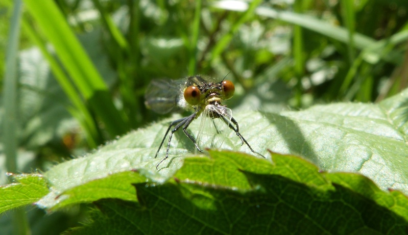 [Erythromma najas] Elle a les yeux rouges sans les avoir ?  P1240212