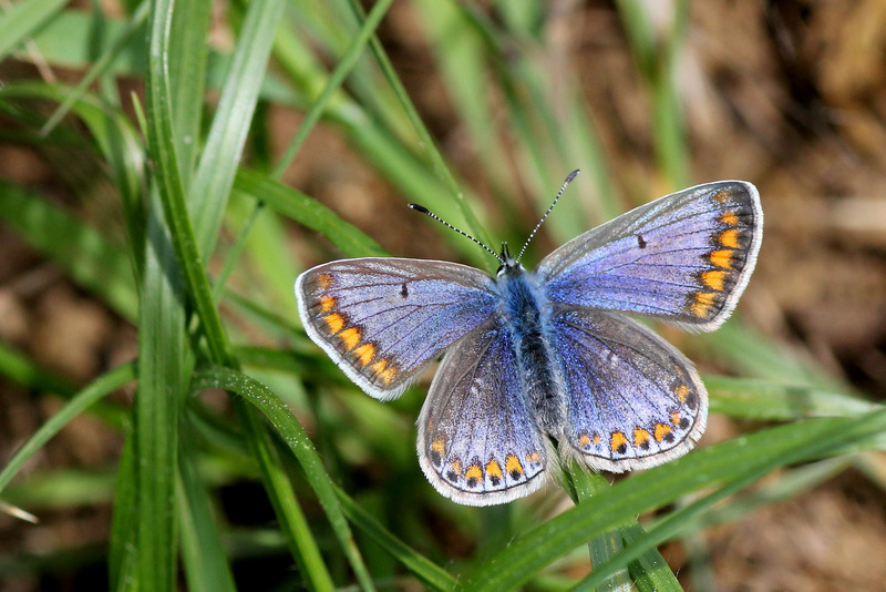 Identification papillon. Tauriz12