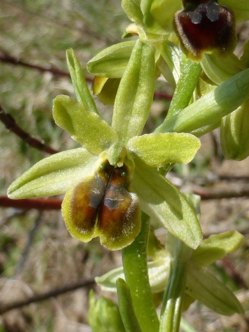 Ophrys litigiosa, pour inaugurer la rubrique 084bis10