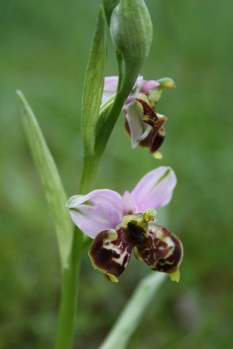 Fuciflora Ophrys32
