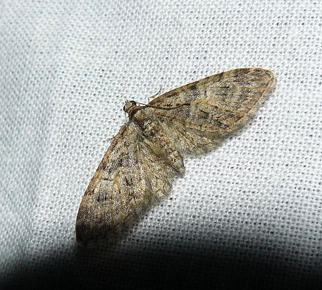 eupithecia - Soirée du 22/04 en VU72 : Eupithecia abbreviata Eupith10