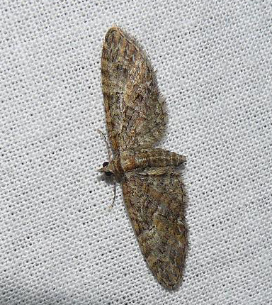 eupithecia - Soirée du 22/04 en VU72 : Eupithecia abbreviata Eupith11