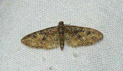 eupithecia - Soirée du 22/04 en VU72 : Eupithecia abbreviata Eupith13