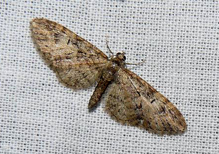 eupithecia - Soirée du 22/04 en VU72 : Eupithecia abbreviata Eupith14