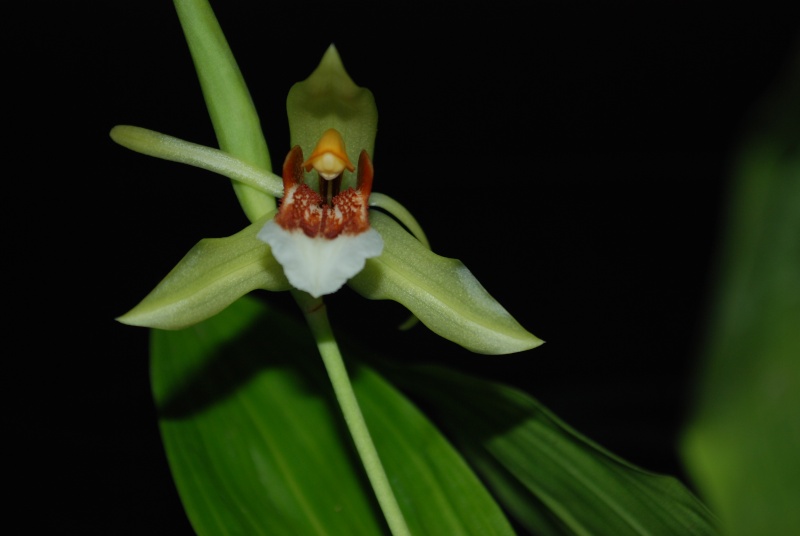 Coelogyne rumphii Dsc_0016