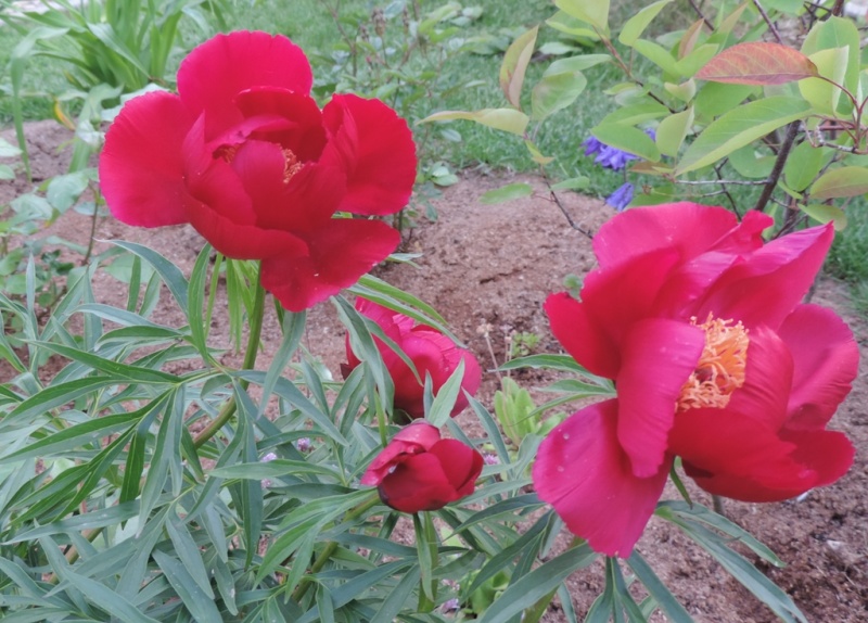 Un étalon de couleur commun pour nos photos de roses? 2015_200
