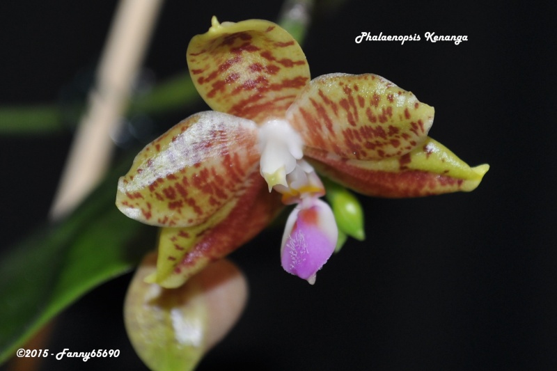 Phalaenopsis Kenanga (javanica x amboinensis) Csc_0012