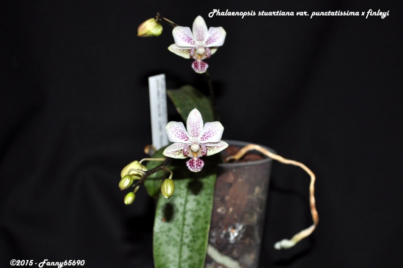 Phalaenopsis stuartiana var. punctatissima x finleyi Csc_0033