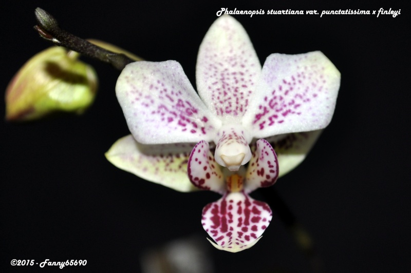 Phalaenopsis stuartiana var. punctatissima x finleyi Csc_0034