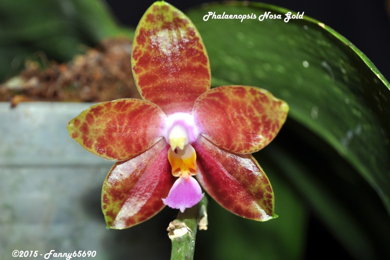 Phalaenopsis Nosa Gold [Mok Choi Yew (gigantea x violacea) x venosa] Csc_0040