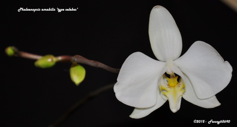 Phalaenopsis amabilis (type Célèbes/Sulawesi) Dsc_0020