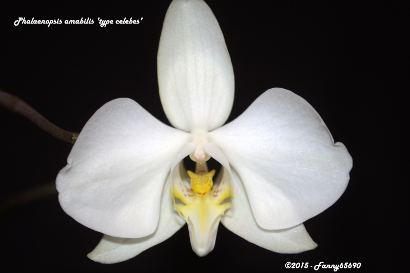 Phalaenopsis amabilis (type Célèbes/Sulawesi) Dsc_0021