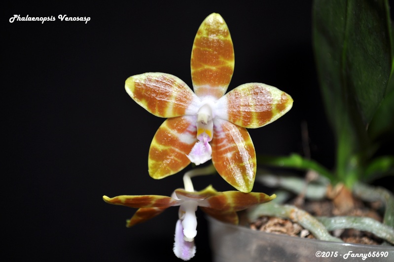 Phalaenopsis Kelsey's Butterscotch (venosa x tetraspis C#1) Dsc_0036