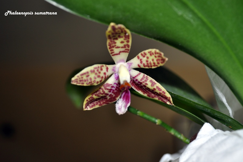 Acheté pour Phalaenopsis sumatrana, mais gros doute Dsc_0068