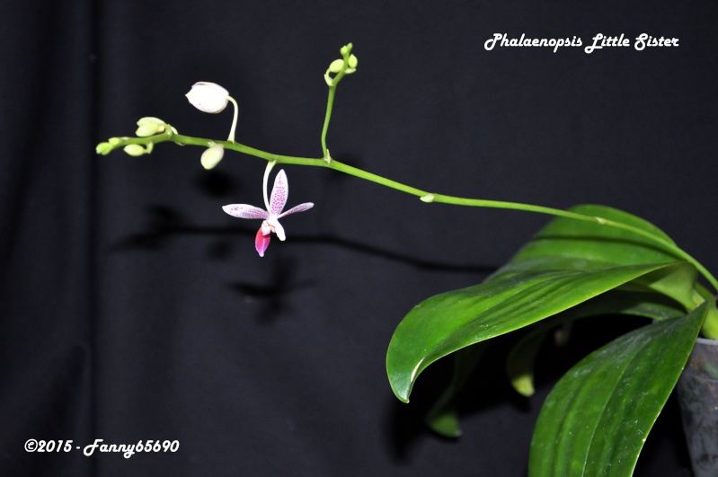Phalaenopsis Little Sister (equestris x maculata) Dsc_0078