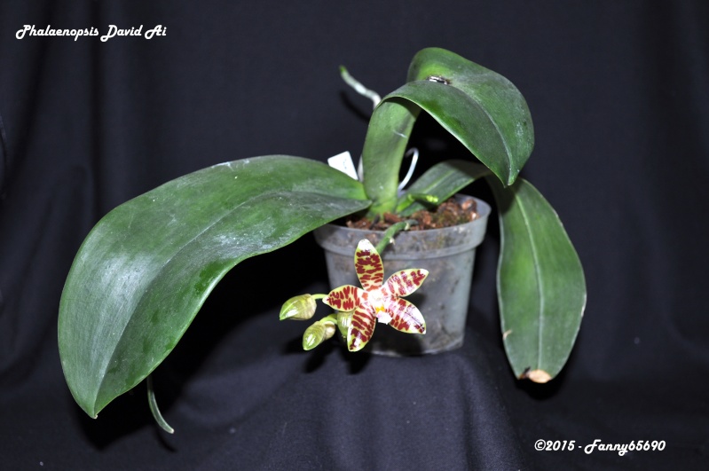 Phalaenopsis David Ai (gigantea x sumatrana) Dsc_0086