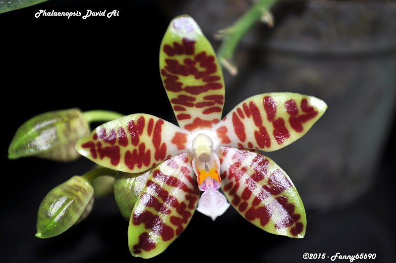 Phalaenopsis David Ai (gigantea x sumatrana) Dsc_0087