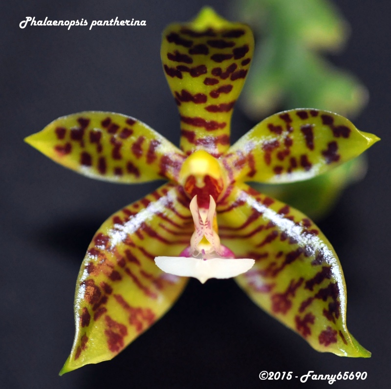Phalaenopsis pantherina Dsc_0095