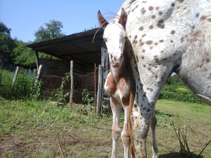 première naissance 2015 chez appaloosas58 20150513