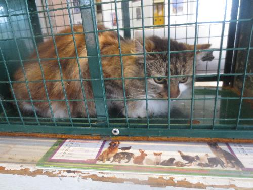 Trouvée chatte marron et blanche poils longs allée du Rouergue à Colomiers Gd006510