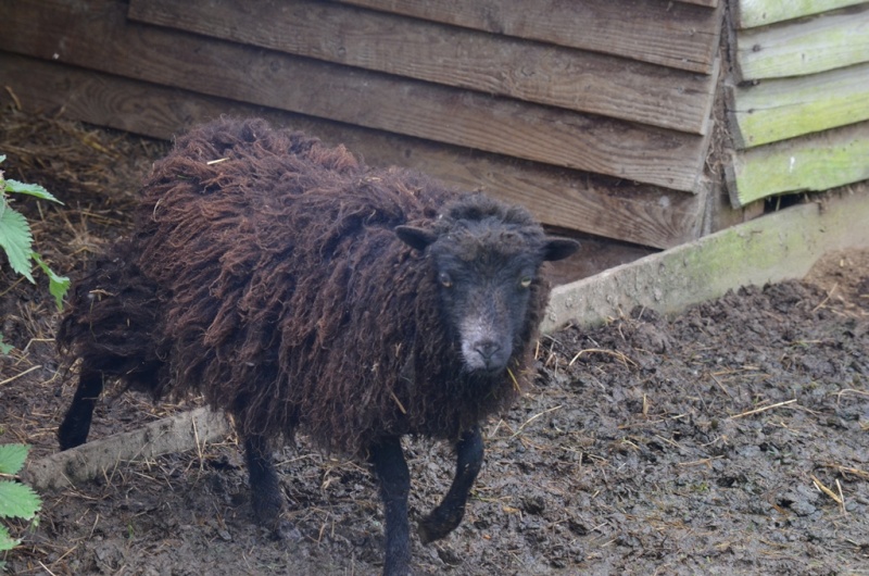 un bélier et une brebis d ouessant Mout10