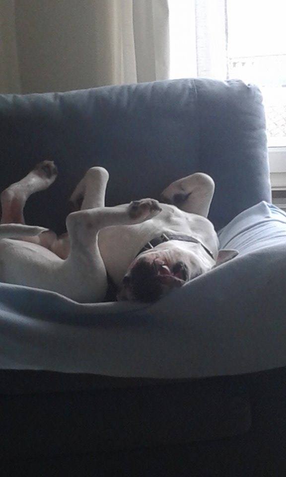 ENZO BOULEDOGUE AMERICAIN DE 6 ANS - Pris en charge Association Belgique - Page 2 Img_2811