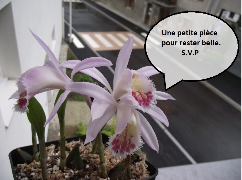 Pleione Lhasa 'Blushes' Pleion10