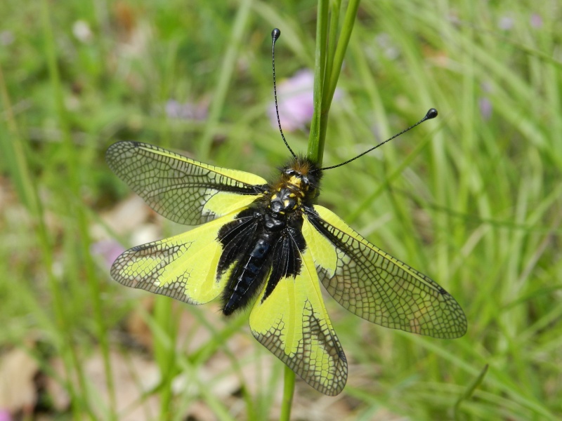 Grillon, sauterelle, demoiselles et autres insectes Ascala11