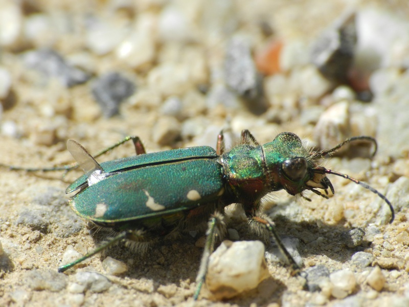 Grillon, sauterelle, demoiselles et autres insectes - Page 39 Cicind10